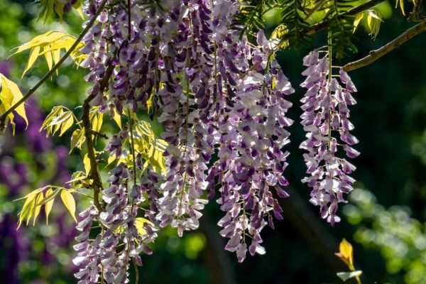 Tout savoir pour faire une bouture de glycine avec succès