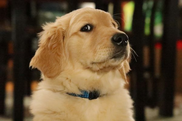 Tout savoir sur le golden retriever: caractère et soins